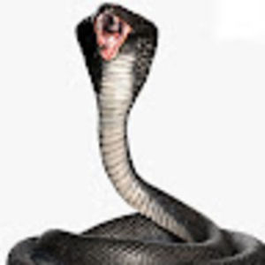 Meet your Posher, Cobraplayz